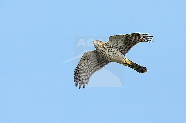 First-winter Sharp-shinned Hawk (Accipiter striatus) in flight against a blue sky as background in Chambers County, Texas, USA, during autumn migration. stock-image by Agami/Brian E Small,