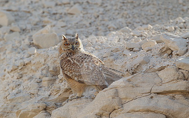 Pharaoh Eagle-Owl (Bubo ascalaphus), perched in Dubai, UAE stock-image by Agami/Helge Sorensen,