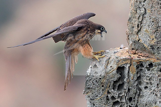 Eleonora's Falcon (Falco eleonorae), light morph adult landing on a rock stock-image by Agami/Saverio Gatto,