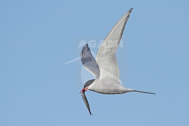 Arctic Tern (Strena paradisaea) flying in Churchill, Manitoba, Canada. stock-image by Agami/Glenn Bartley,