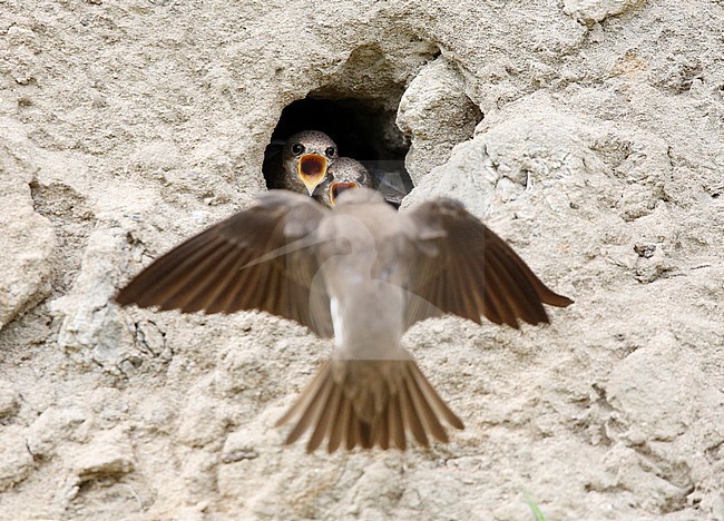 oeverzwaluw bij nest; nesting sand martins stock-image by Agami/Chris van Rijswijk,