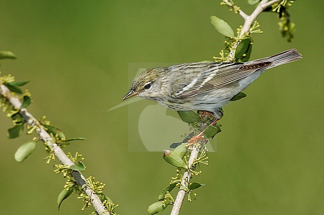 Adult female breeding
Galveston Co., TX
April 2008 stock-image by Agami/Brian E Small,