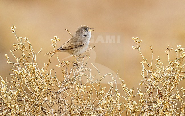 Adult Asian Desert Warbler perched on a branch in Al Abraq farm, Kuwait. December 2010. stock-image by Agami/Vincent Legrand,