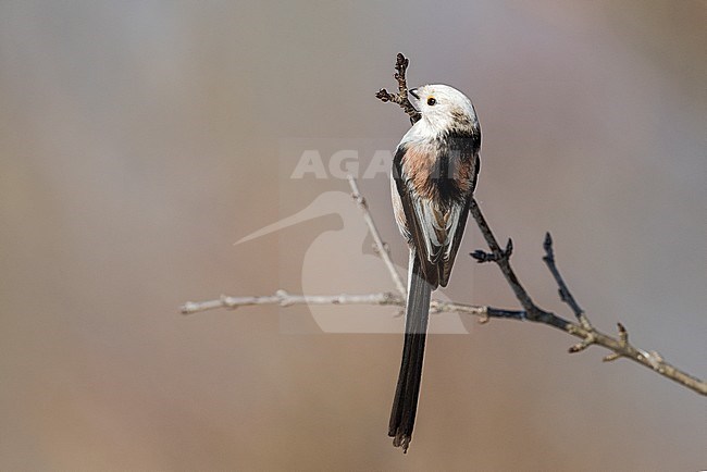 Long-tailed Tit (Aegithalos caudatus) in northern Italy stock-image by Agami/Alain Ghignone,