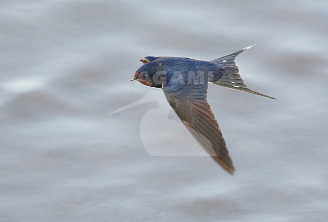 Boerenzwaluw in de vlucht; Barn Swallow in flight stock-image by Agami/Markus Varesvuo,