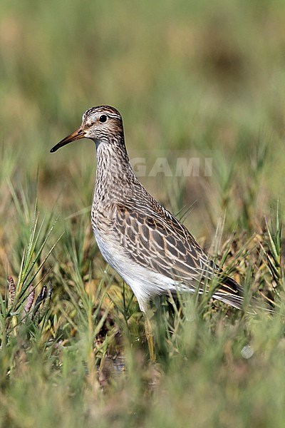 Juvenile
Ventura Co., CA
September 2012 stock-image by Agami/Brian E Small,