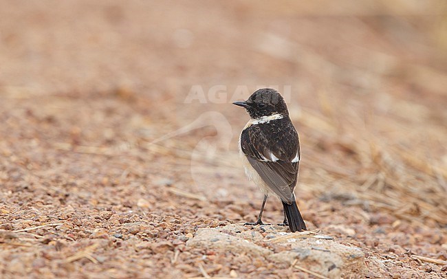 Male Stejneger's Stonechat (Saxicola stejnegeri), Bahkplee, Thailand stock-image by Agami/Helge Sorensen,