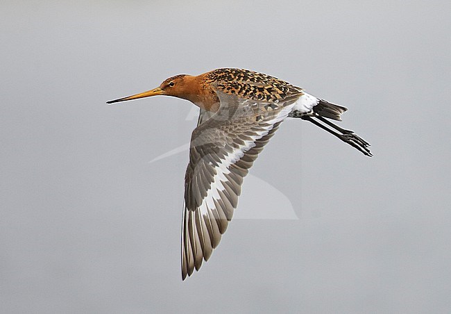 Icelandic Black-tailed Godwit (Limosa limosa islandica) in flight during spring on Iceland in June 2006, showing upperwing. stock-image by Agami/Markus Varesvuo,