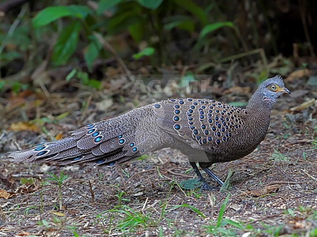 Vrouwtje Spiegelpauw in bos, Female Grey Peacock-Pheasant in forest stock-image by Agami/Alex Vargas,