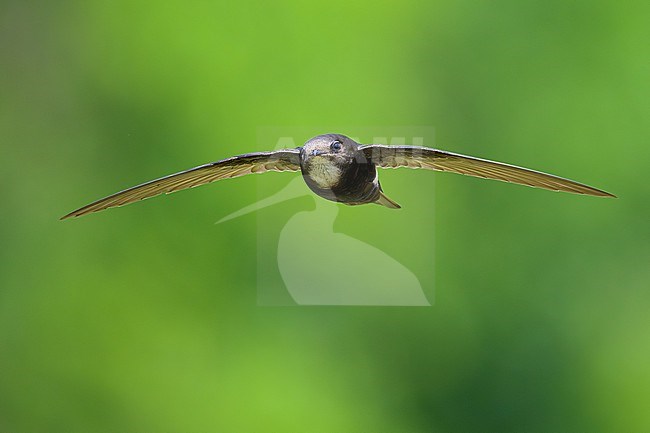 House Swift, Apus nipalensis, in Nakhon Ratchasima, Thailand. stock-image by Agami/Sylvain Reyt,