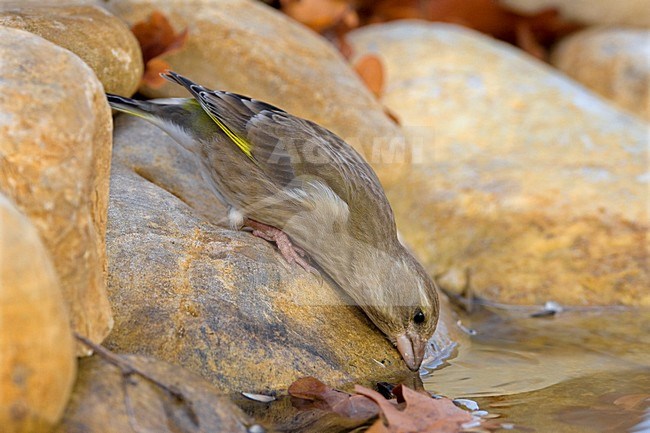 Drinkend vrouwtje Groenling; Drinking female European Greenfinch stock-image by Agami/Daniele Occhiato,