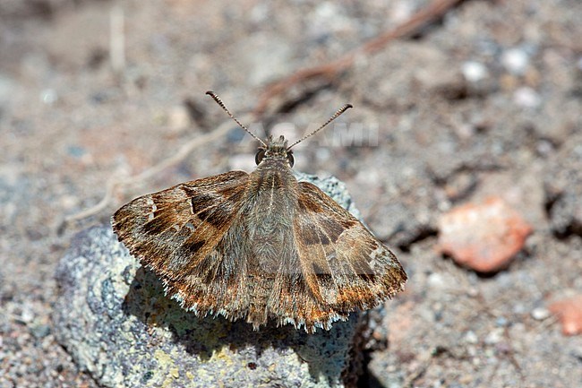 Oostelijk andoorndikkopje / Oriental Marbled Skipper (Carcharodus orientalis) stock-image by Agami/Wil Leurs,