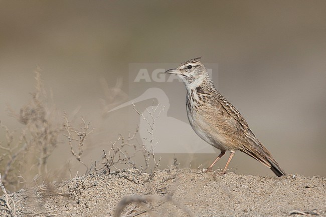 Singing adult male Crested Lark (Galerida cristata ssp. maculata) in the dunes of Sur Masirah stock-image by Agami/Mathias Putze,