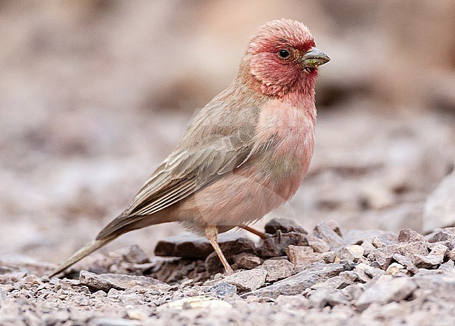 Male Sinai Rosefinch (Carpodacus synoicus) in a desert canyon near Eilat, Israel stock-image by Agami/Marc Guyt,