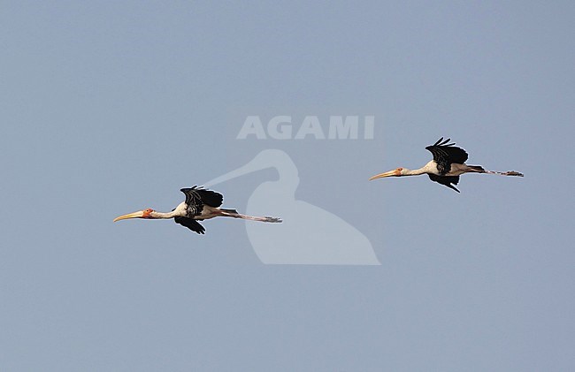 Two Painted Storks (Mycteria leucocephala) in flight over at Pak Thale in Thailand. stock-image by Agami/Helge Sorensen,