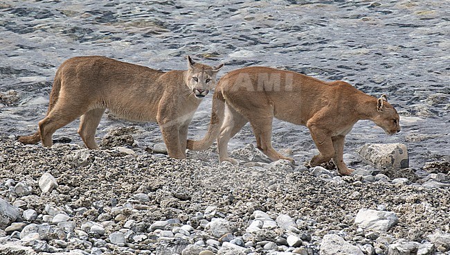 Two wild Cougars (Puma concolor concolor) walking along a river in Torres del Paine national park in Chile. stock-image by Agami/Dani Lopez-Velasco,