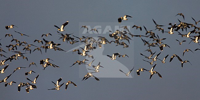 Northern Lapwing flock flying; Kievit groep vliegend stock-image by Agami/Marc Guyt,