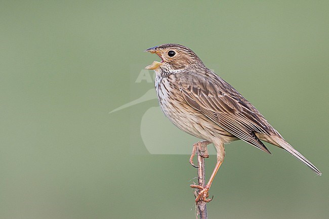 Corn Bunting - Grauammer - Miliaria calandra ssp. calandra, Hungary, adult stock-image by Agami/Ralph Martin,