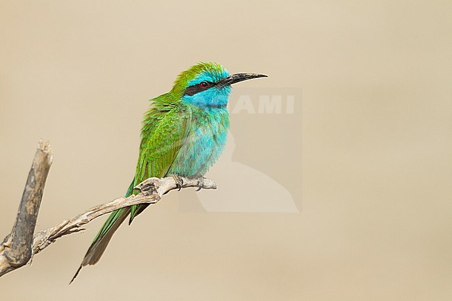 Arabian (Little) Green Bee-eater - Smaragdspint - Merops cyanophrys ssp. muscatensis, Oman, adult stock-image by Agami/Ralph Martin,