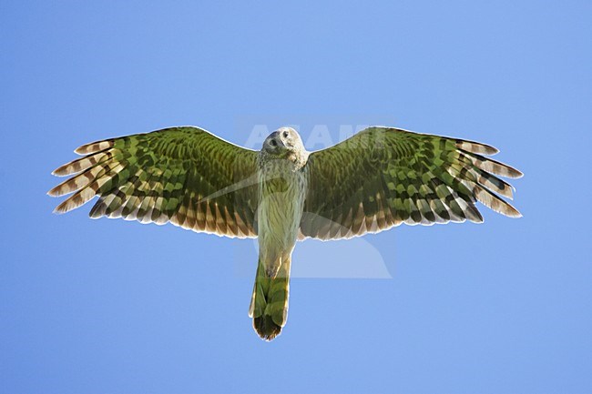 Blauwe Kiekendief; Hen Harrier; Circus cyaneus stock-image by Agami/Jari Peltomäki,