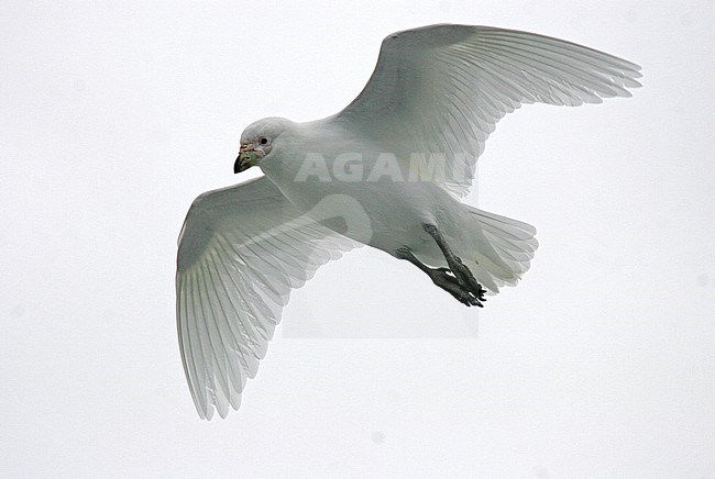 Snowy Sheathbill (Chionis albus) in flight stock-image by Agami/Pete Morris,