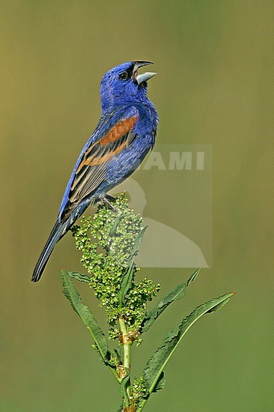 Adult male
Kern Co., CA
May 2005 stock-image by Agami/Brian E Small,