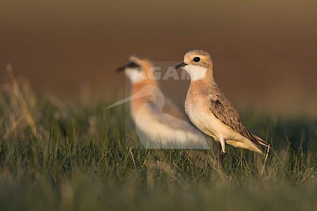 Lesser Sand Plover - Mongolenregenpfeifer - Charadrius mongolus ssp. pamirensis, Kyrgyzstan, adult male and female stock-image by Agami/Ralph Martin,