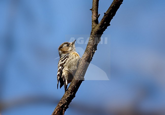 Japanse Dwergspecht tegen tak; Japanese Pygmy Woodpecker against branch stock-image by Agami/Marc Guyt,