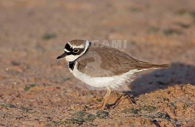 Volwassen Kleine Plevier in zomerkleed; Adult summer Little Ringed Plover stock-image by Agami/Markus Varesvuo,