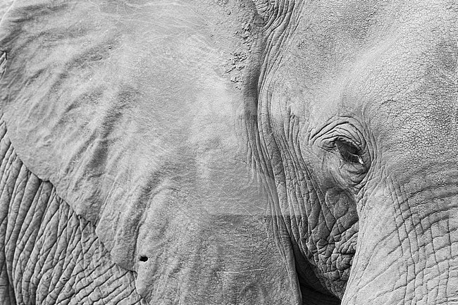 African Bush Elephant (Loxodonta africana), adult close-up, Mpumalanga, South Africa stock-image by Agami/Saverio Gatto,