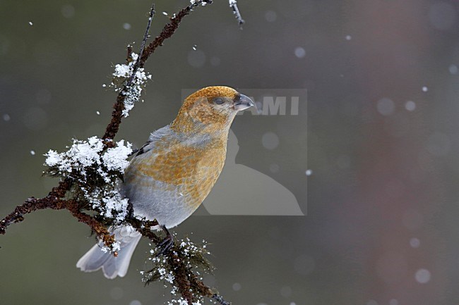 Haakbek in de sneeuw; Pine Grosbeak in the snow stock-image by Agami/Chris van Rijswijk,