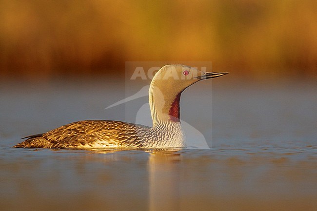 Red-throated Loon (Gavia stellata) in a pond near Nome, Alaska. stock-image by Agami/Glenn Bartley,