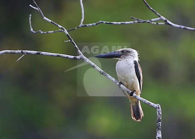 Great-billed Kingfisher (Pelargopsis melanorhyncha melanorhyncha), or Black-billed Kingfisher, perched on a branch overhanging a river on Togian island, Celebes, in Indonesia. stock-image by Agami/James Eaton,