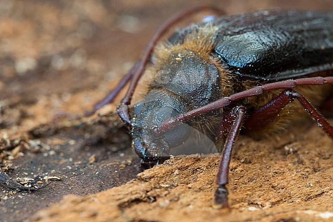 Tragosoma depsarium in a woodland in Bavaria, Germany. stock-image by Agami/Ralph Martin,