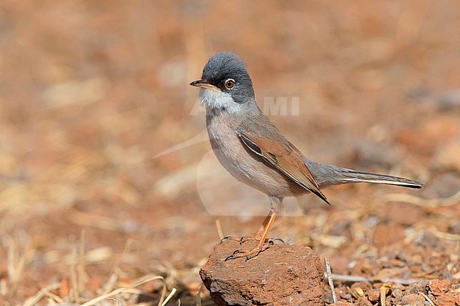 Spectacled Warbler, Adult, Male, Santiago, Cape Verde (Sylvia conspicillata orbitalis) stock-image by Agami/Saverio Gatto,