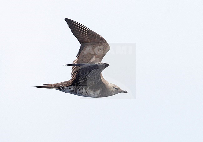 Onvolwassen Kleinste Jager in vlucht, Immature Long-tailed Jaeger in flight stock-image by Agami/Mike Danzenbaker,