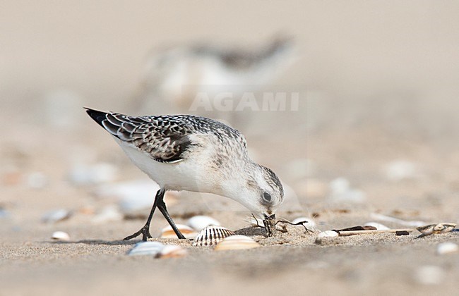 Drieteenstrandloper, Sanderling, Calidris alba stock-image by Agami/Marc Guyt,