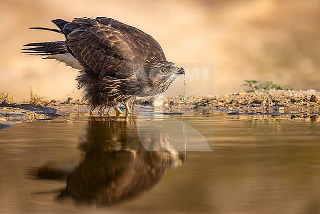 A common buzzard quenching its thirst in the arid expanses of Los Monegros, Spain. The graceful flow of water from its beak creates a mesmerizing reflection in the tranquil pool below stock-image by Agami/Onno Wildschut,