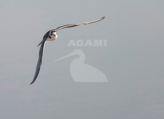 Immature Black Tern (Chlidonias niger) in flight in the Netherlands. stock-image by Agami/Marc Guyt,