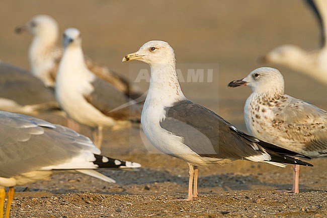 Heuglin's Gull - Tundramöwe - Larus heuglini, Oman, 2nd W stock-image by Agami/Ralph Martin,