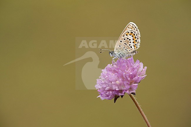 Heideblauwtje zittend op roze bloem; Silver-studded Blue sitting on pink flower; stock-image by Agami/Walter Soestbergen,