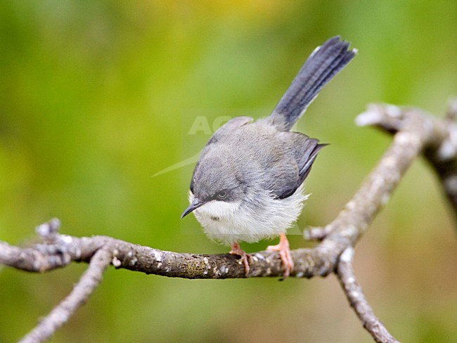 Halsbandapalis op takje; Bar-throated Apalis on twig stock-image by Agami/Marc Guyt,