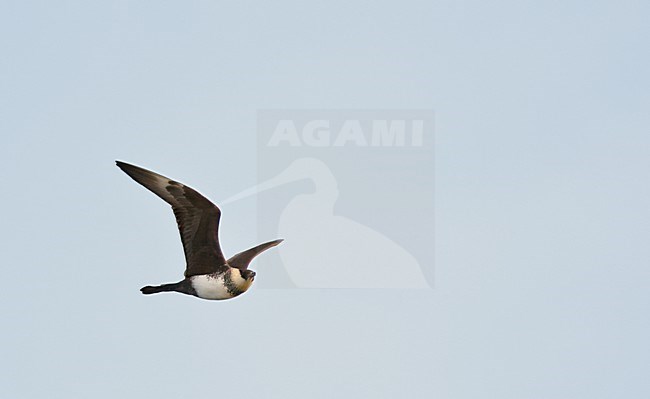 Middelste Jager in de vlucht; Pomarine Jaeger in flight stock-image by Agami/Markus Varesvuo,