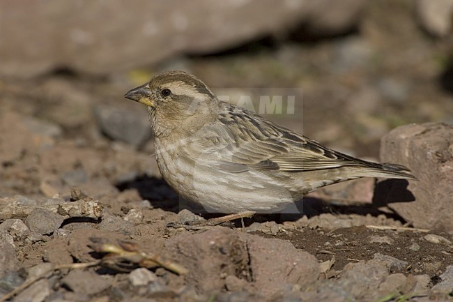 Rock Sparrow adult on ground, Rotsmus volwassen op grond stock-image by Agami/Daniele Occhiato,