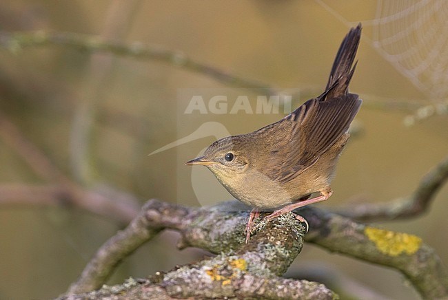 juvenile Common Grasshopper-warbler (Locustella naevia naevia) perched on a branch with cocked tail in Germany stock-image by Agami/Ralph Martin,