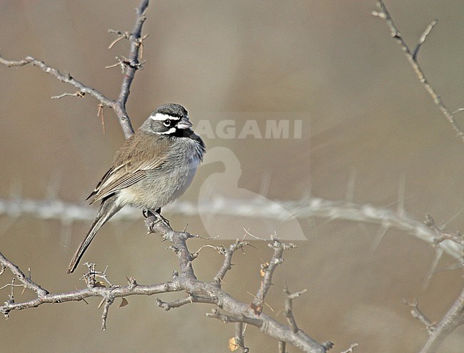 Zwarkeelgors, Black-throated Sparrow, Amphispiza bilineata stock-image by Agami/Pete Morris,