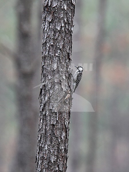 red-cockaded woodpecker (Leuconotopicus borealis). Adult; Jones State Forest, Conroe, Texas, USA stock-image by Agami/Andy & Gill Swash ,