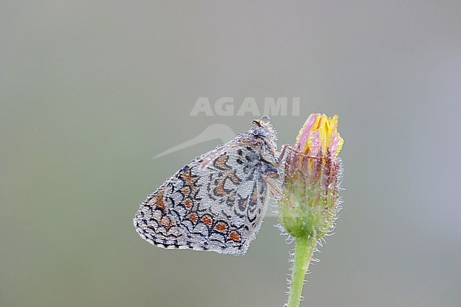 Knapweed Fritillary (Melitaea phoebe) perched on side of a small yellow flower in Mercantour in France. Seen against a natural colored background. stock-image by Agami/Iolente Navarro,
