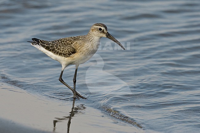 Curlew Sandpiper standing; Krombekstrandloper staand stock-image by Agami/Daniele Occhiato,