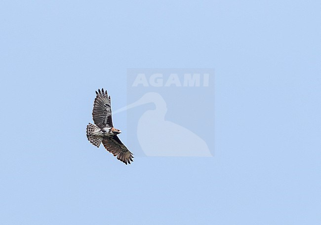 Madagascar Buzzard (Buteo brachypterus) soaring overhead over tropical rainforest in Madagascar. stock-image by Agami/Marc Guyt,